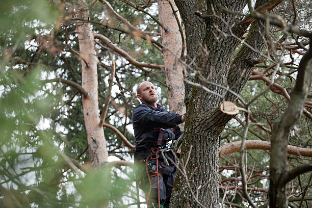 Mi Wuk Village, CA Tree Services Company