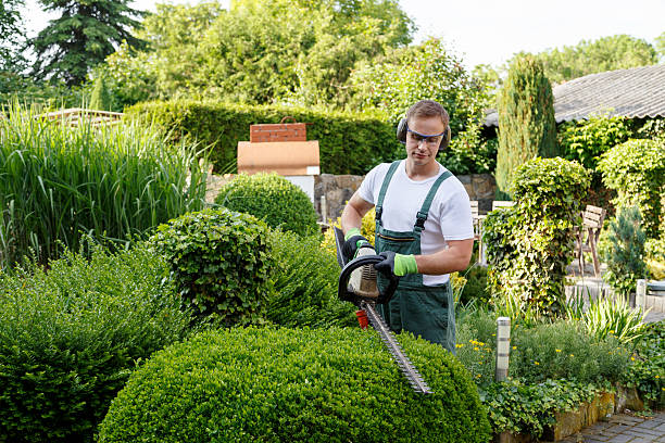 Best Tree Disease Treatment  in Mi Wuk Village, CA